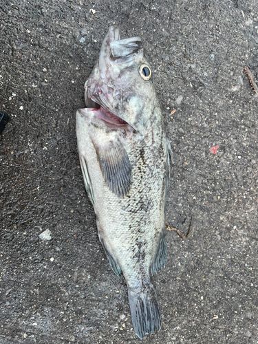 クロソイの釣果