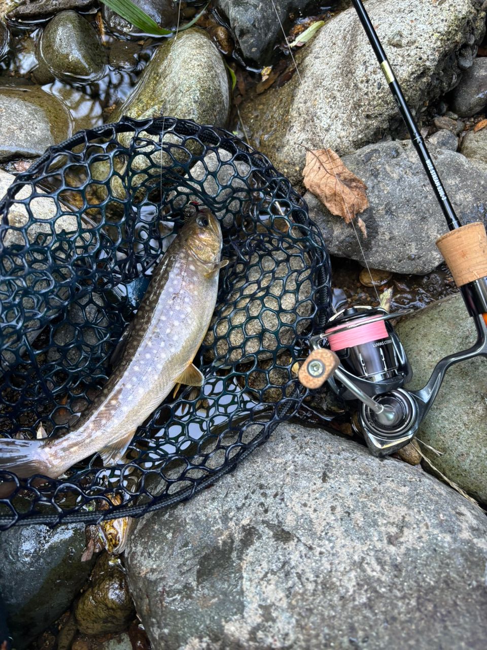 DAIWA 15ワイズストリーム 53UL-3の最安値・インプレ・釣果