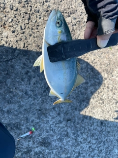 ツバスの釣果