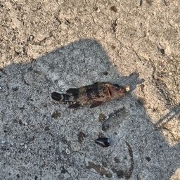 カサゴ