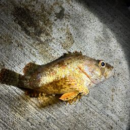 カサゴ