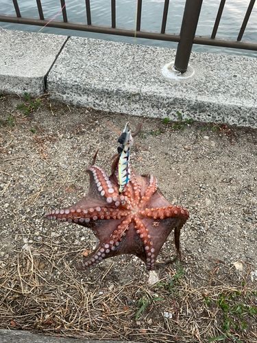 マダコの釣果