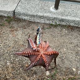 マダコ