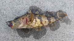 ベッコウゾイの釣果