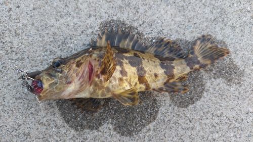 ベッコウゾイの釣果