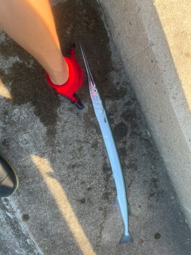 ダツの釣果