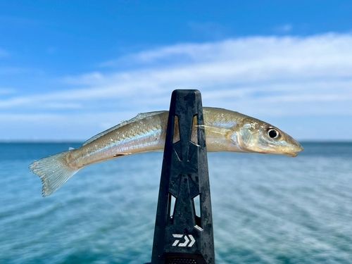 シロギスの釣果
