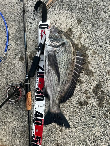 チヌの釣果