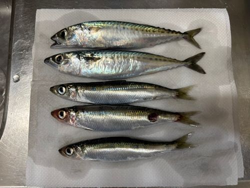 サバの釣果