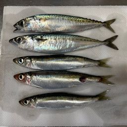 サバ