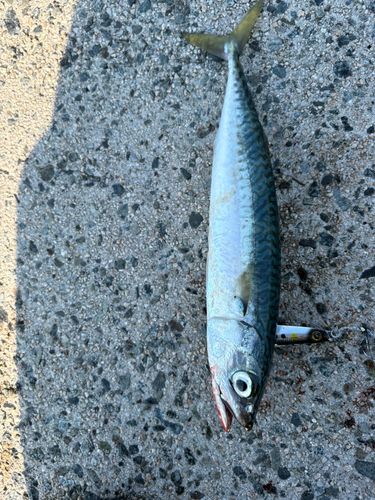 サバの釣果