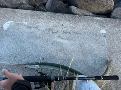 スズキの釣果