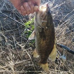 スモールマウスバス