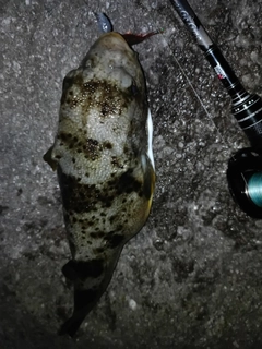 フグの釣果