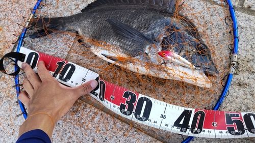 クロダイの釣果