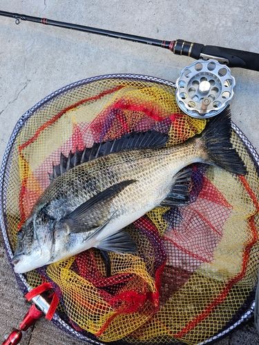 クロダイの釣果