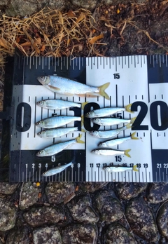 オイカワの釣果
