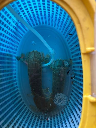 シャコの釣果