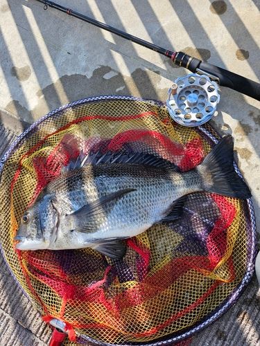 クロダイの釣果