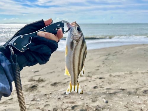 コトヒキの釣果