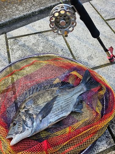 クロダイの釣果