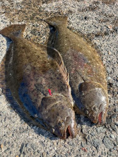 ヒラメの釣果