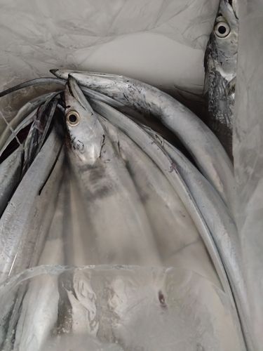 タチウオの釣果