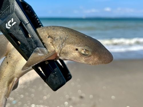 ドチザメの釣果