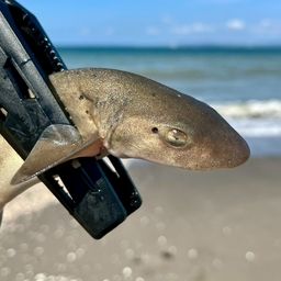 ドチザメ