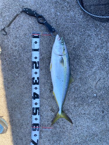 メジロの釣果