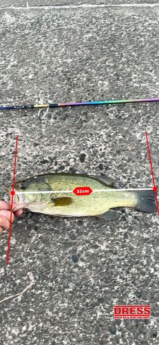 ブラックバスの釣果