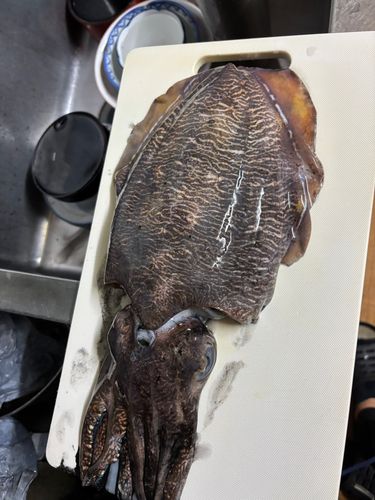コウイカの釣果