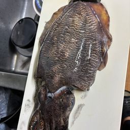 コウイカ