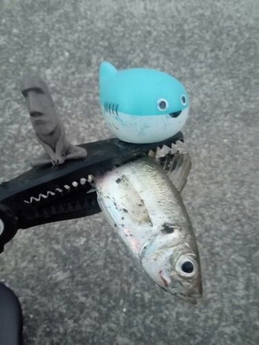 マアジの釣果