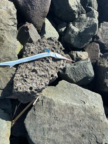 ダツの釣果