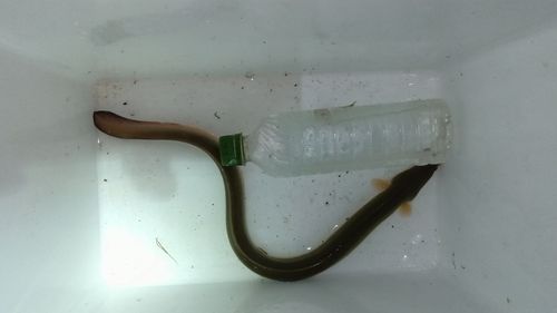 ウナギの釣果