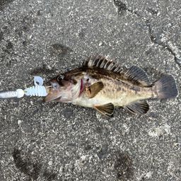 クロソイ