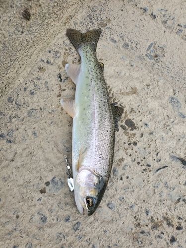 ニジマスの釣果