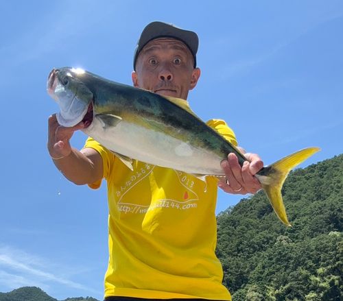 ヒラマサの釣果
