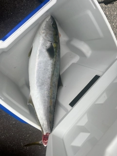 ブリの釣果