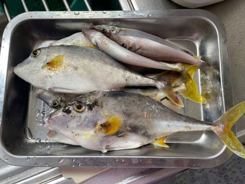 キスの釣果