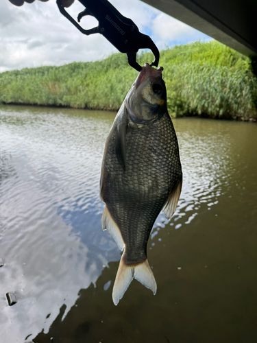 ダントウボウの釣果