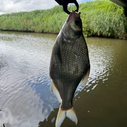 ダントウボウ