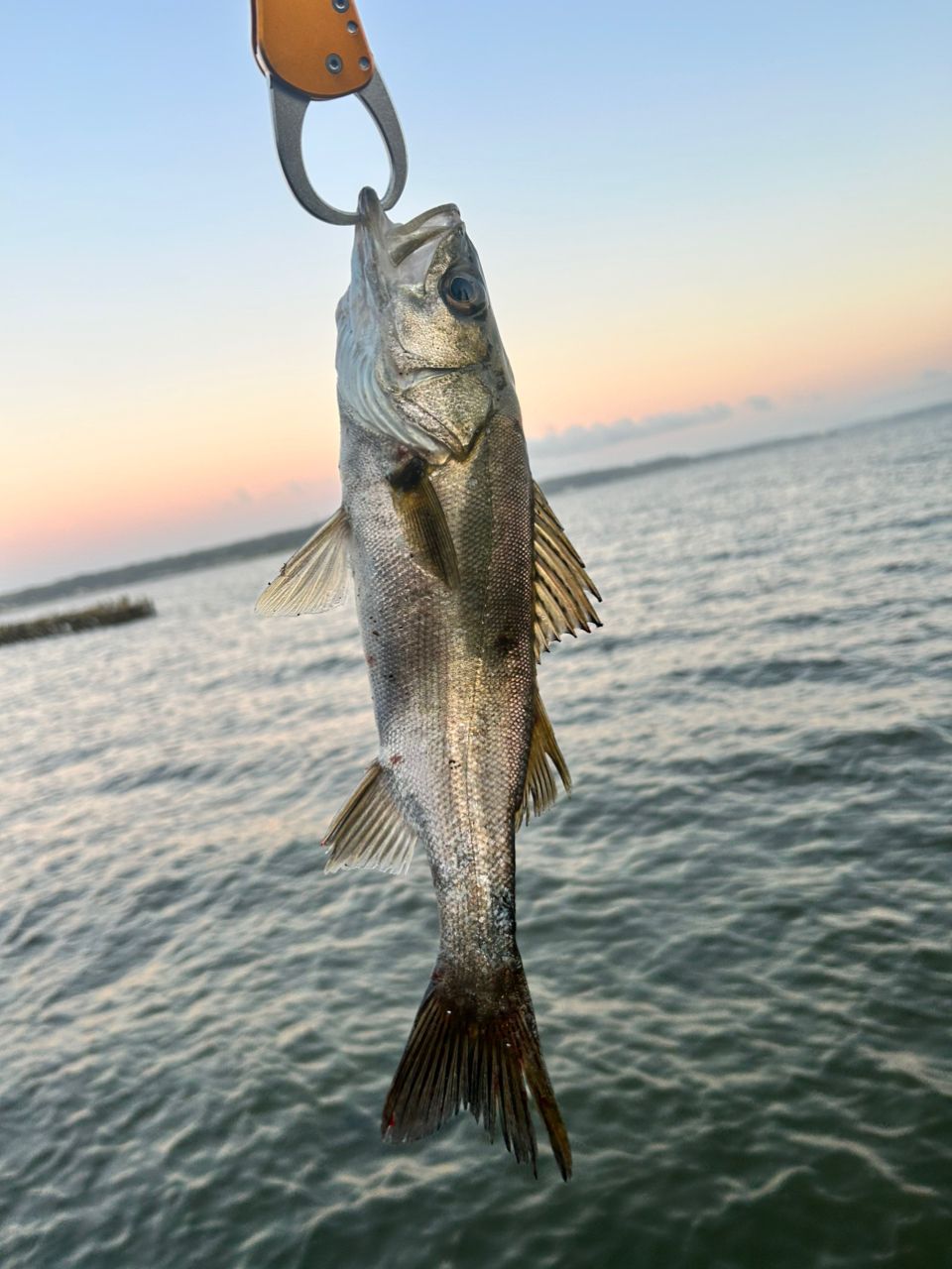 SHIMANO 23ディアルーナ B76MHの最安値・インプレ・釣果 | 本音