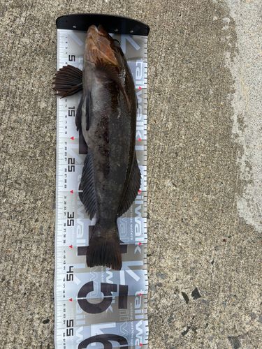 アイナメの釣果