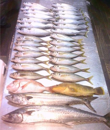マアジの釣果