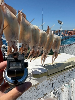 スルメイカの釣果