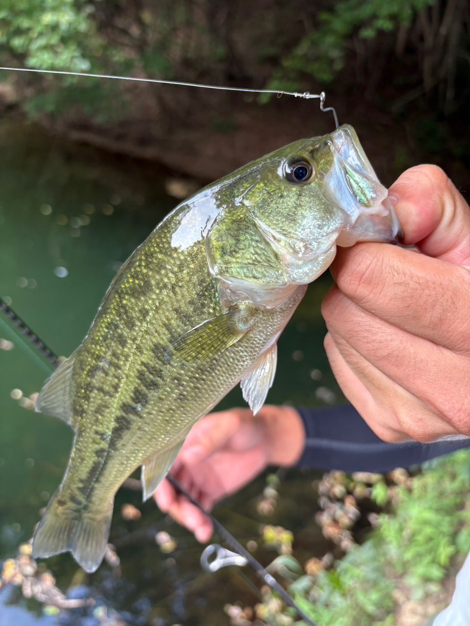 ラージマウスバス