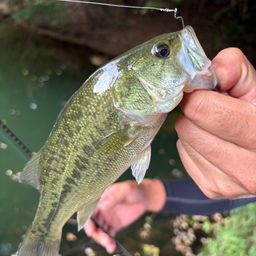 ラージマウスバス