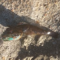 アナハゼ